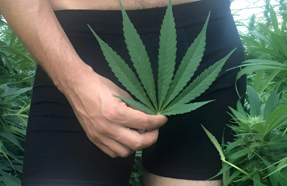 A man wearing black trunks stands in a field of hemp plants and holds a hemp leaf up in front of his crotch.