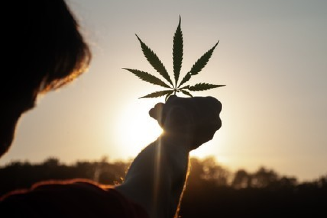 Hemp leaf held up to the sun, representing organic, eco-friendly hemp fabric
