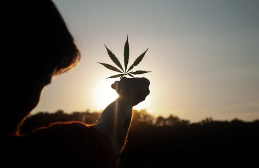 a person holding a hemp leaf in the air in front of a setting sun