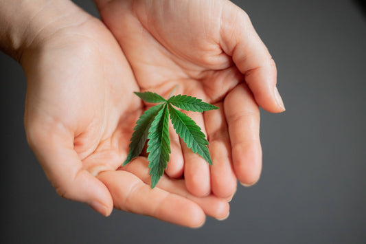 Two hands cradle a hemp leaf for facts about hemp.