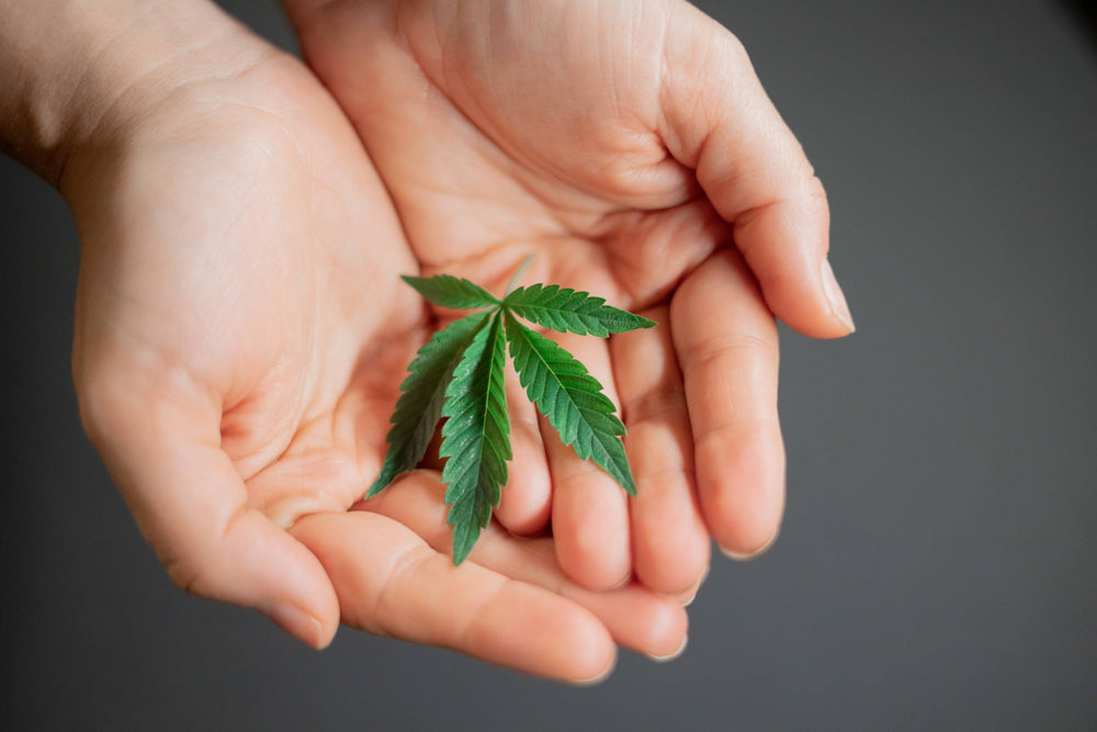 Two hands cradle a hemp leaf for facts about hemp.