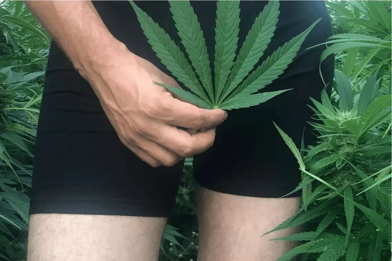 Model wearing black WAMA hemp boxer briefs standing among hemp plants